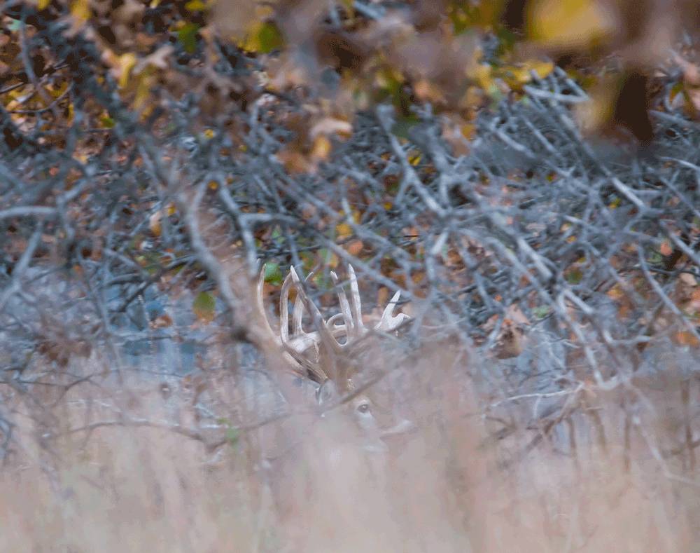 Hunting Bucks During the Rut in Thick Woods - Sportsman Gear