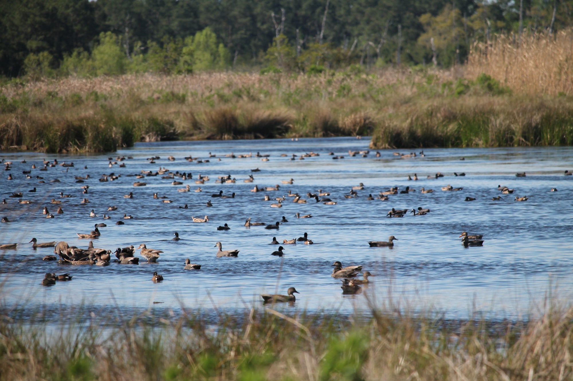 Pond Filled With Ducks - Sportsman Gear