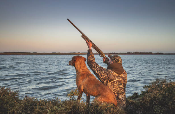 Duck hunter points his gun toward the sky as he watched and readies to shoot ducks overhead. Light brown dog watched intently by his side, ready to retrieve. 