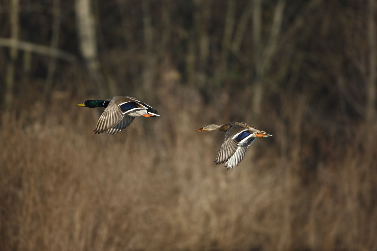 Hunting News - Drake & Hen Mallard Ducks Flying - Sportsman Gear