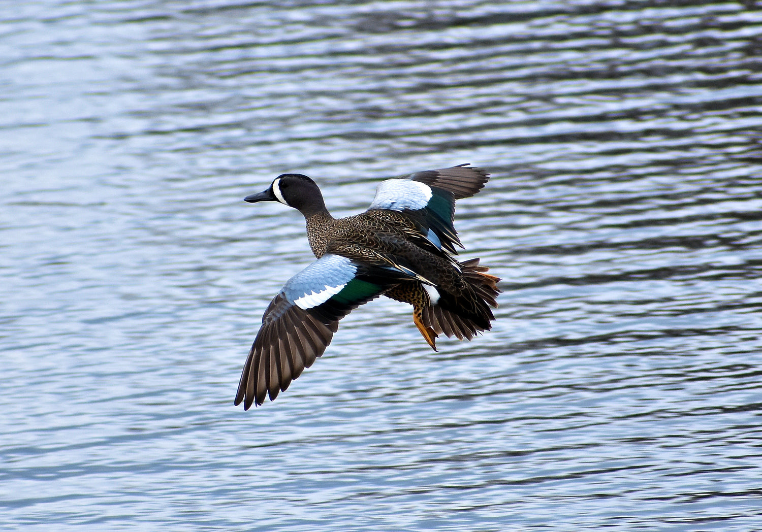 Duck Hunting News - Get ready, get set, go for teal! - Sportsman Gear