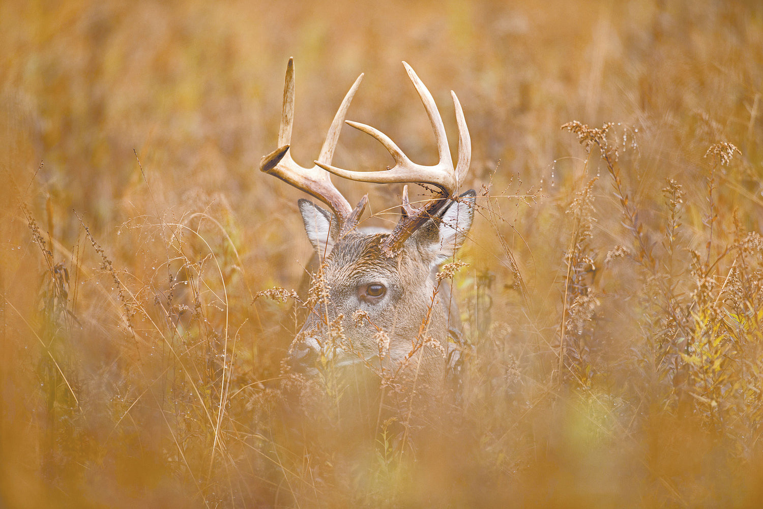 Deer Hunting News - Ghost Bucks - Sportsman Gear